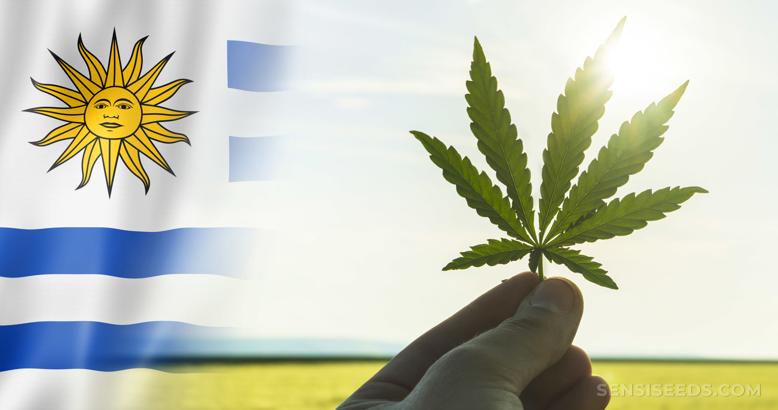 Uruguay : exportation exceptionnelle de cannabis