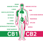Endocannbenoid system : CB1 And CB2 Receptors And how cannabis affects the body