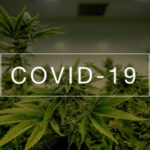 COVID-19 And Cannabis